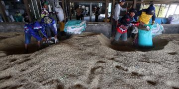 Di Tengah Krisis Beras Asia, Indonesia Catat Surplus Tanpa Impor