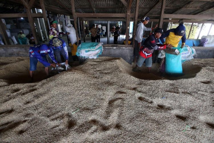 Di Tengah Krisis Beras Asia, Indonesia Catat Surplus Tanpa Impor